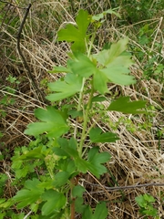 Ribes aureum