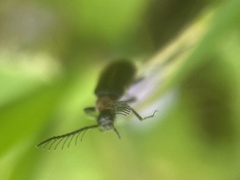 Schizotus cervicalis