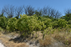 Premna acuminata