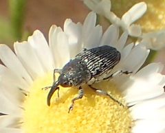 Odontocorynus salebrosus