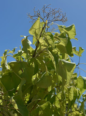 Premna acuminata