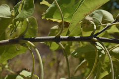 Premna acuminata