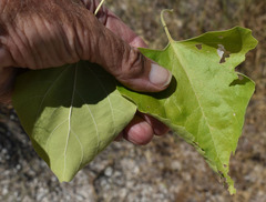 Premna acuminata
