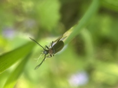 Schizotus cervicalis