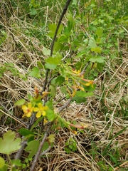 Ribes aureum