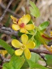 Ribes aureum