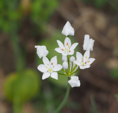 Allium subhirsutum