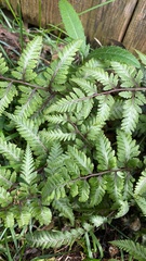 Athyrium niponicum