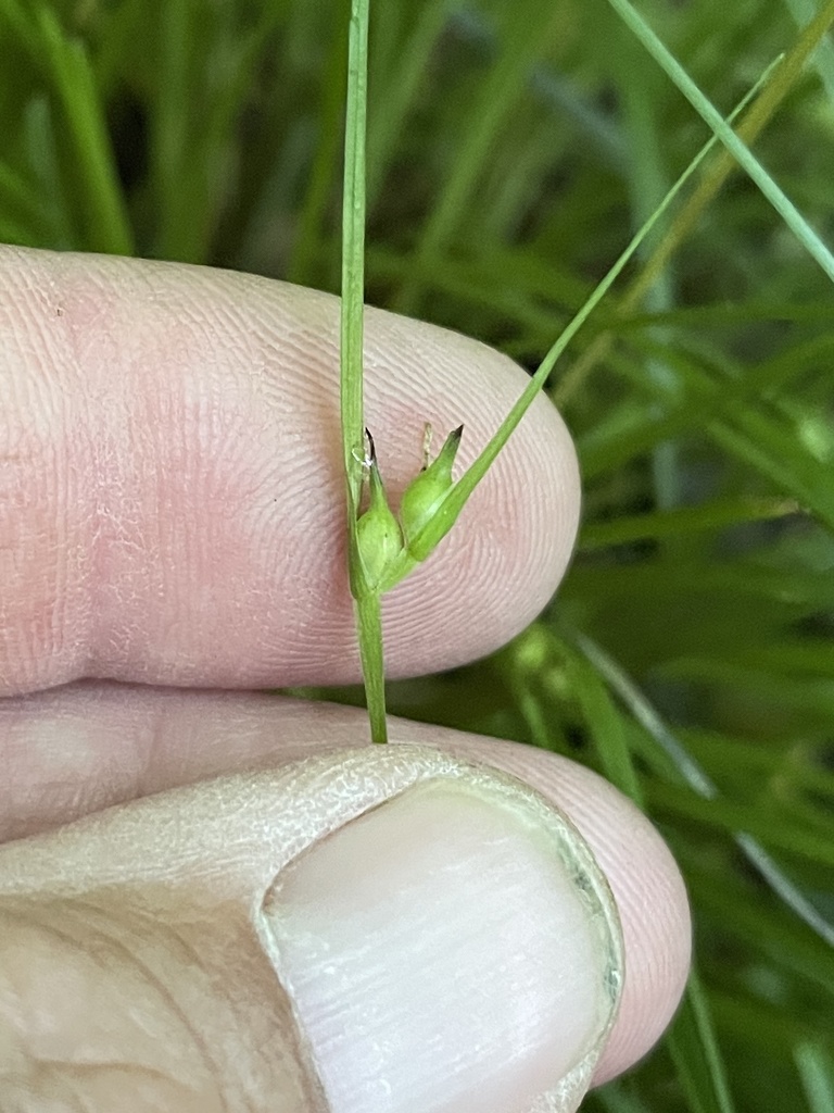 James' Sedge from Cracker Jack Rd, Monongahela, PA, US on May 29, 2022