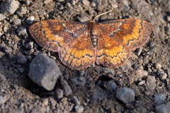 Leptostales rubromarginaria