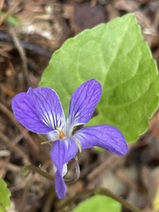 Viola selkirkii