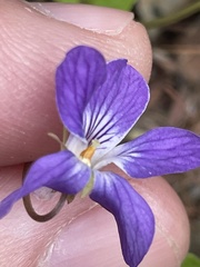 Viola selkirkii