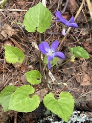Viola selkirkii