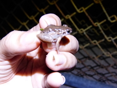 Adenomera hylaedactyla