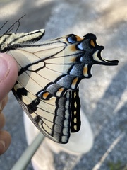 Papilio appalachiensis