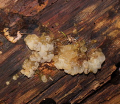 Tremella globispora