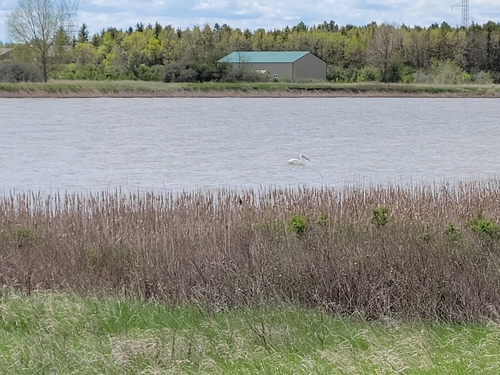 American White Pelican photographed in North Dakota