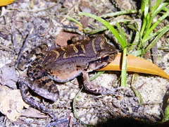 Leptodactylus knudseni
