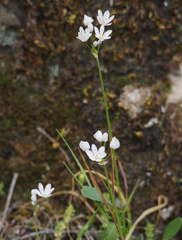 Allium subhirsutum