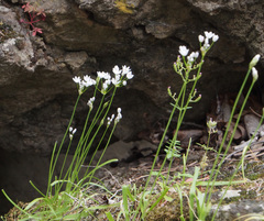 Allium subhirsutum