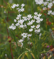 Allium subhirsutum
