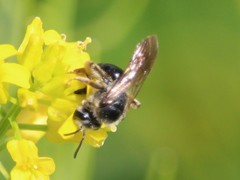 Andrena crataegi