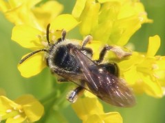 Andrena crataegi