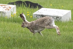 Lepus townsendii