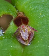 Pleurothallis matudana