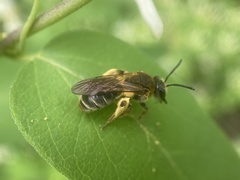 Andrena