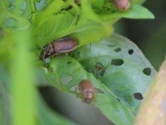 Galerucella calmariensis