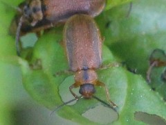 Galerucella calmariensis