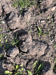Thomomys talpoides