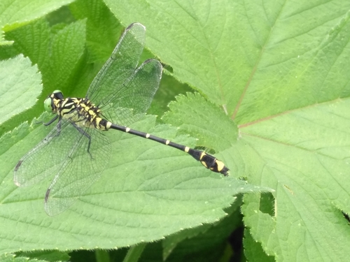 Burmagomphus sowerbyi