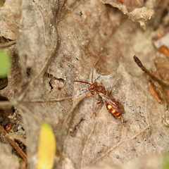 Nomada maculata