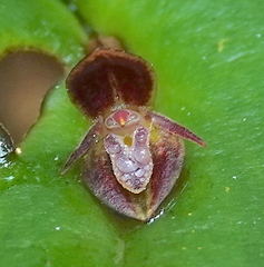 Pleurothallis matudana