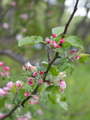 Malus domestica