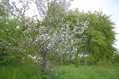 Malus domestica