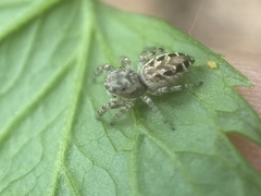 Pelegrina