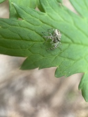 Pelegrina