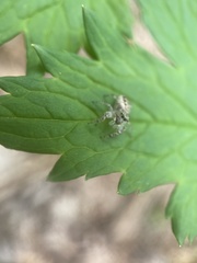 Pelegrina