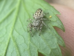 Pelegrina