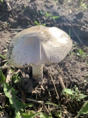 Pluteus petasatus