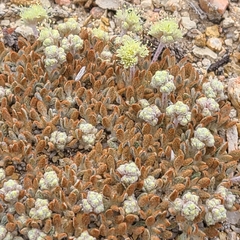 Eriogonum shockleyi