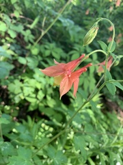 Aquilegia canadensis