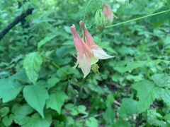 Aquilegia canadensis