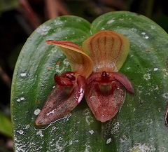 Pleurothallis siphoglossa