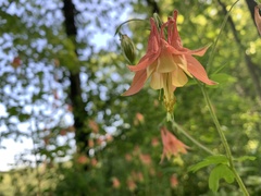 Aquilegia canadensis