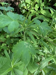 Aquilegia canadensis