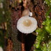 Mycena fumosa - Photo (c) Reiner Richter, some rights reserved (CC BY-NC-SA), uploaded by Reiner Richter